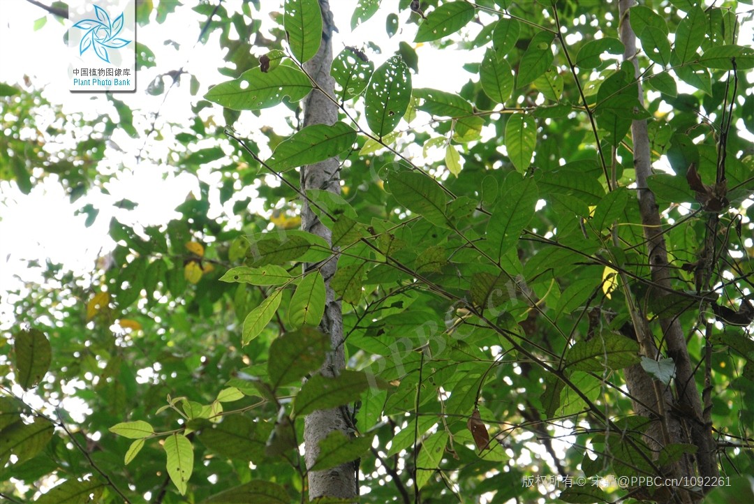 Mò lông